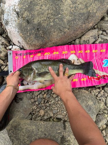 ラージマウスバスの釣果
