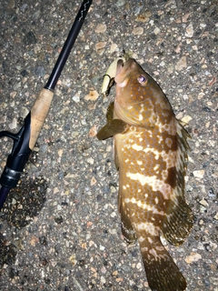 キジハタの釣果