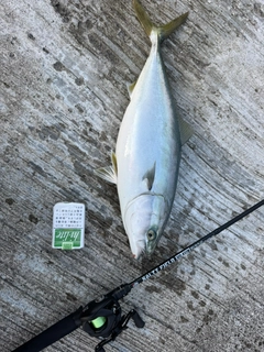 イナダの釣果