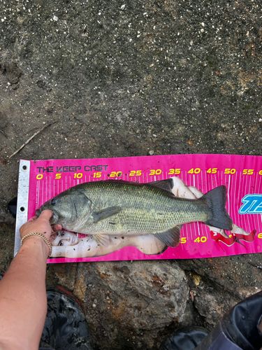 ラージマウスバスの釣果