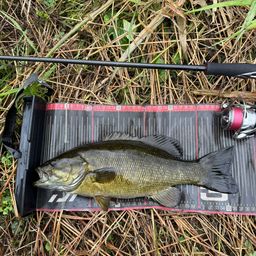 スモールマウスバス