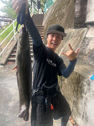 ニホンナマズの釣果