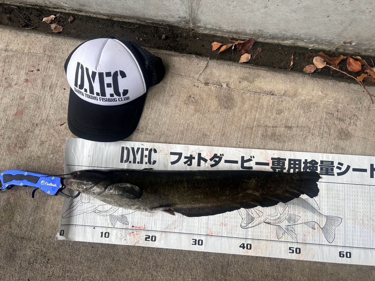 ニホンナマズ