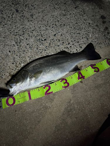 セイゴ（ヒラスズキ）の釣果