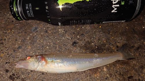 キスの釣果