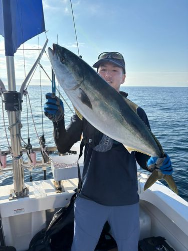 ブリの釣果