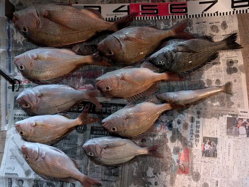 マダイの釣果