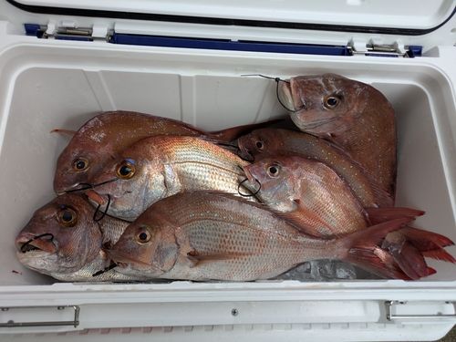 マダイの釣果