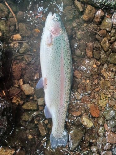 ニジマスの釣果