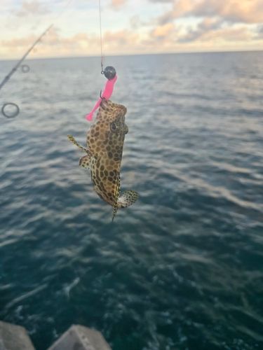 イシミーバイの釣果