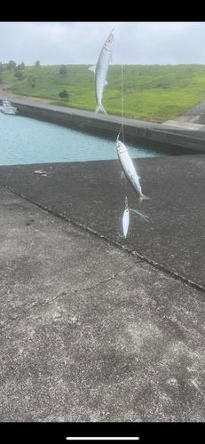 イワシの釣果