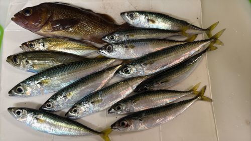 サバの釣果