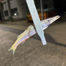 カマス