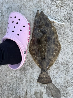 ヒラメの釣果