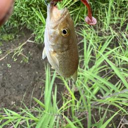 スモールマウスバス