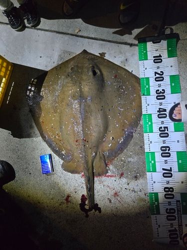 アカエイの釣果