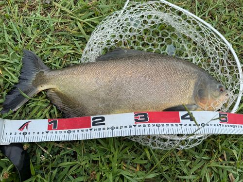 コロソマの釣果