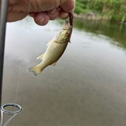 スモールマウスバス