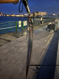 タチウオの釣果