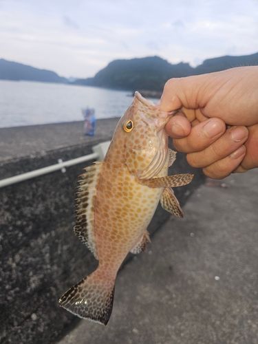 オオモンハタの釣果