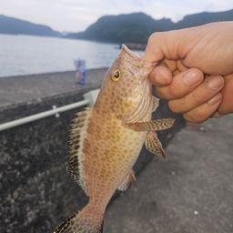 オオモンハタ