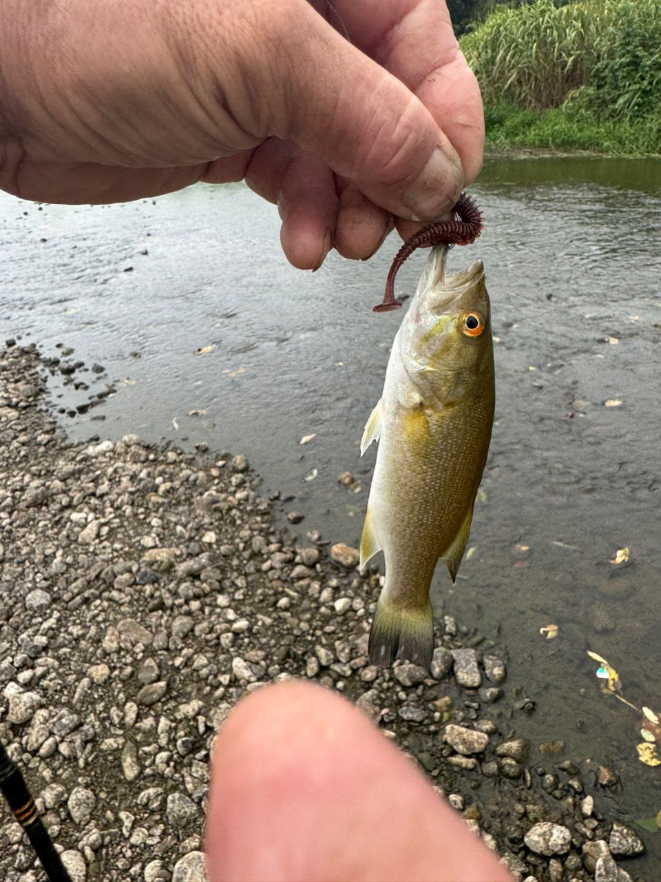 スモールマウスバス