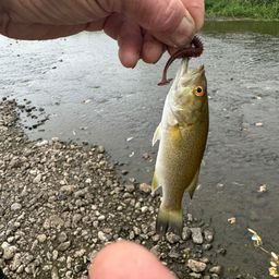 スモールマウスバス