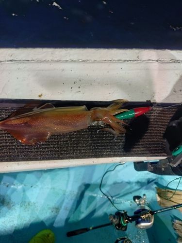 ケンサキイカの釣果