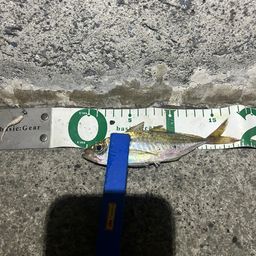 アジ