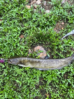ナマズの釣果