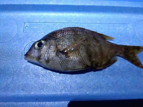 メイチダイの釣果