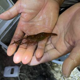 テナガエビ