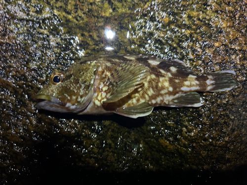 カサゴ