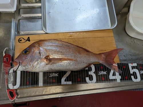 マダイの釣果