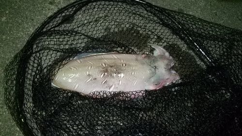 コウイカの釣果
