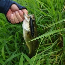 ラージマウスバス