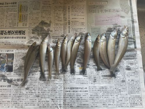 キスの釣果