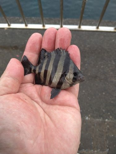 サンバソウの釣果
