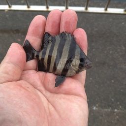 サンバソウ