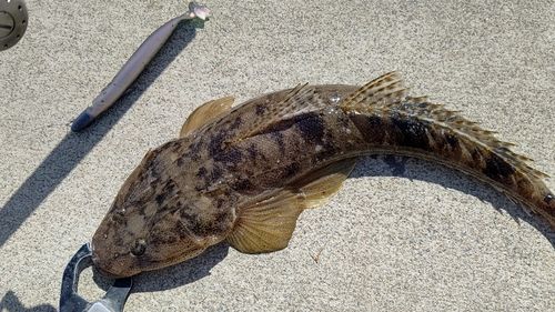 マゴチの釣果