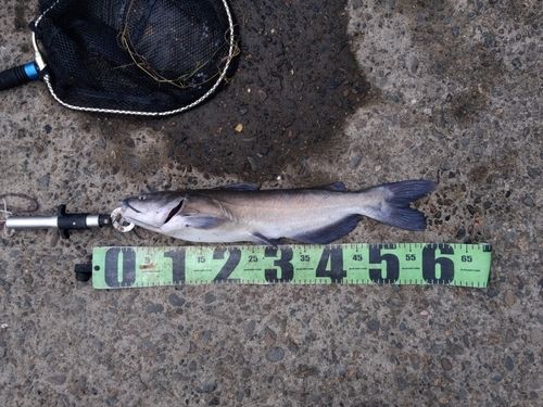 アメリカナマズの釣果