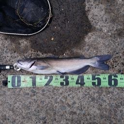 アメリカナマズ