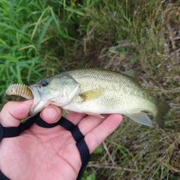 ラージマウスバス