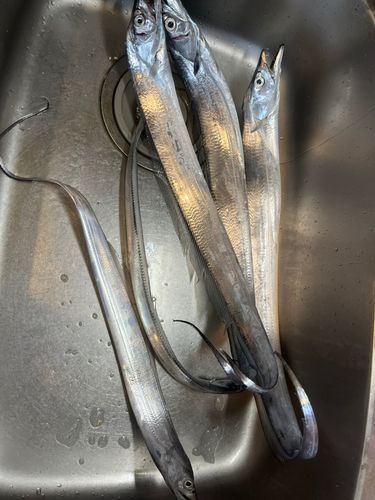 タチウオの釣果
