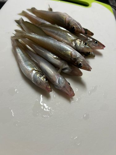 キスの釣果