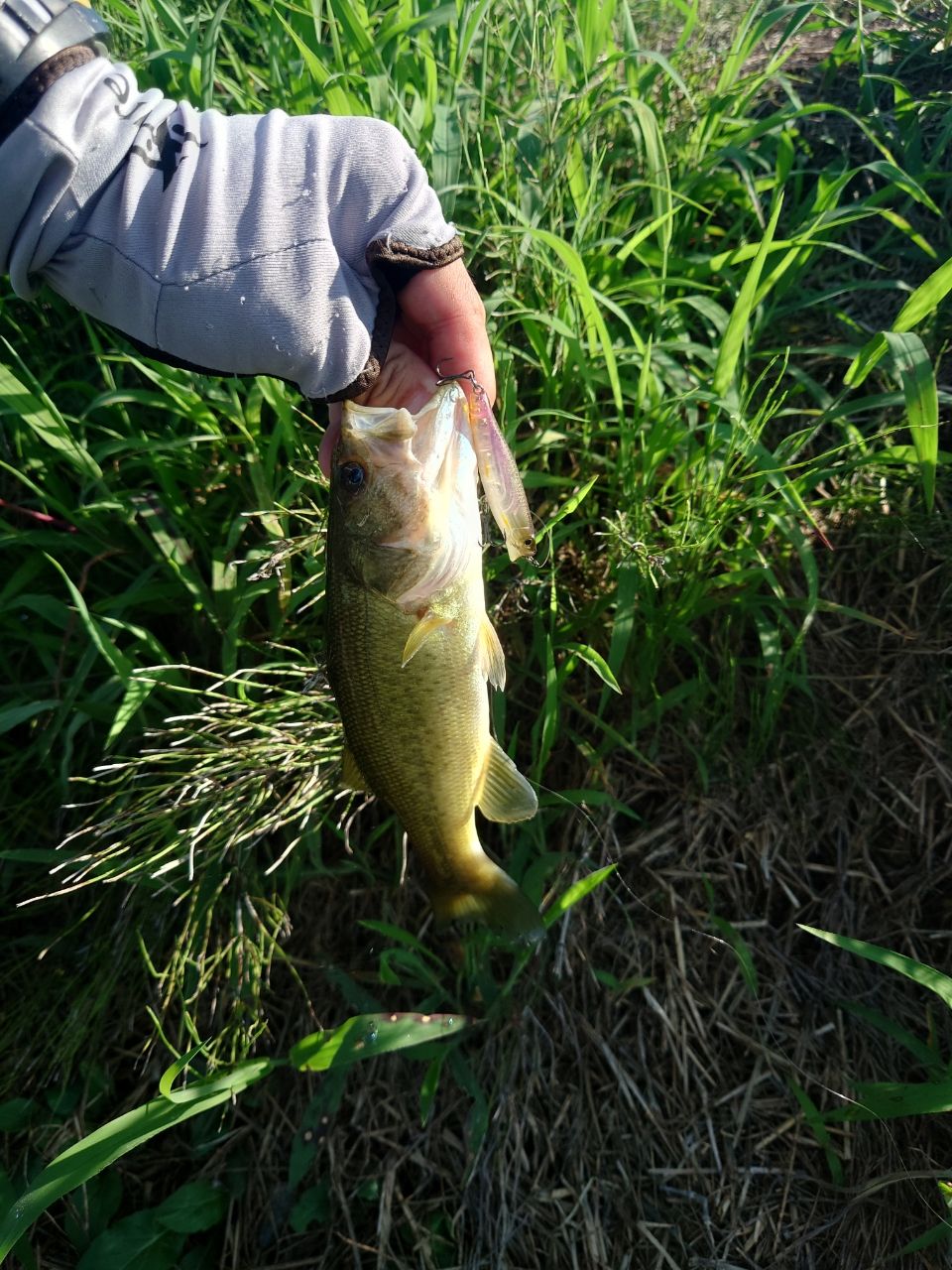 ラージマウスバス