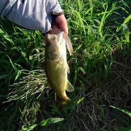 ラージマウスバス