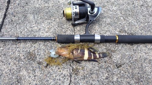 アオハタの釣果