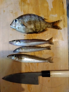 キスの釣果