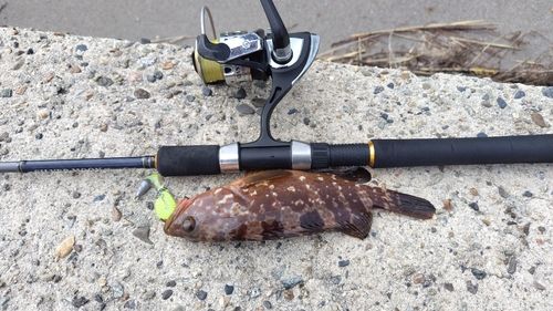 キジハタの釣果